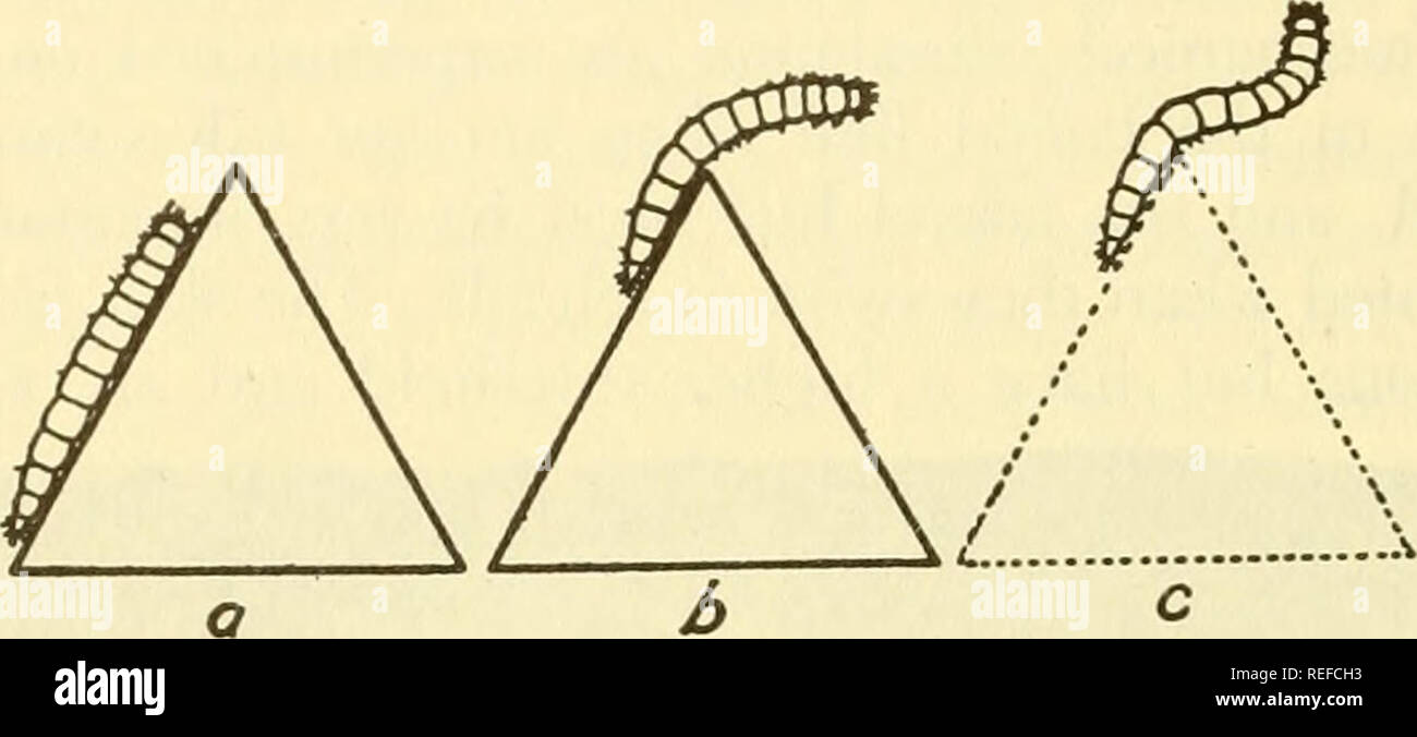 . Vergleichende Tierphysiologie. Physiologie, Vergleichende; Physiologie, Vergleichende. 508 Vergleichende Tierphysiologie der Stimulation, insbesondere durch Licht und chemische Stimulation. Wenn die Tiere kriechen entlang einer Seite des Objekts, die sie zur Förderung der Oberfläche, wenn Sie das Ende des Objektes (Bild erreichen. 180, a), in Erwägung nachstehender Gründe: Wenn Sie kriechen in den Spalt zwischen zwei symmetrische Objekte, die Sie geradeaus am Ende fahren (Abb. 180, B). Wenn nach dem Tier gegeben hat diese positive Resonanz auf eine Kante (oder positiven stereotaktische Reaktion), die anregende Objekt zurückgenommen, die Kriechen Stockfoto