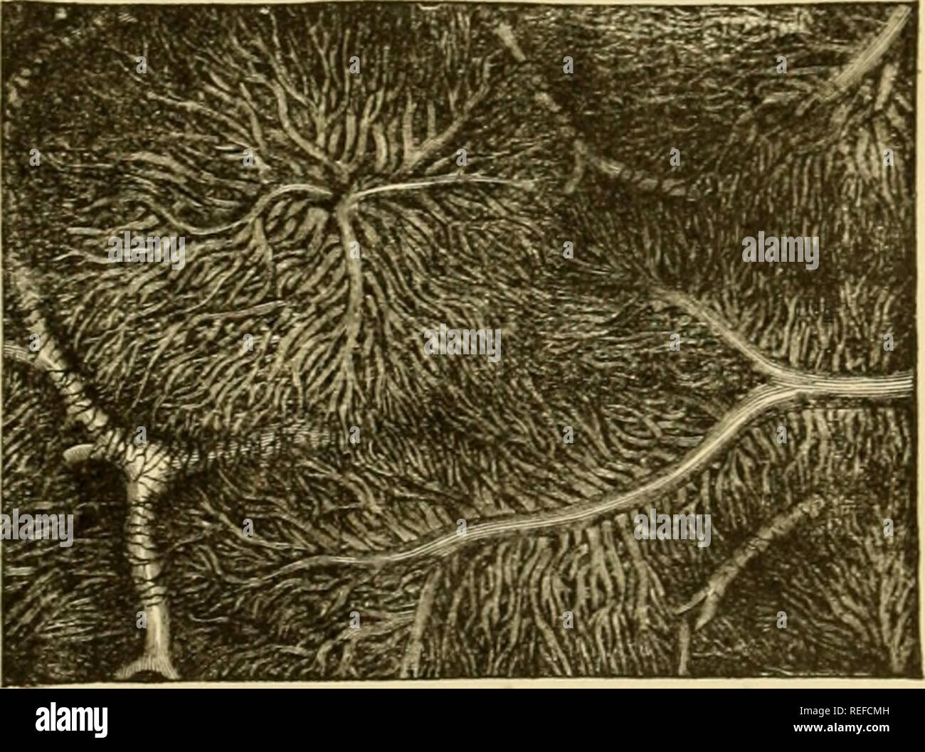 . Die vergleichende Anatomie der domestizierten Tiere. Pferde; Veterinär Anatomie. Horizontalen ABSCHNITT VON DREI SUPERFICUL LÄPPCHEN, zeigt die zwei wichtigsten Sys-tems OP BLUTGEFÄSSE. a, a, Intra-lobular Venen, der in der Leber Adern; 6, b, interlobular Plexus, die von Zweigniederlassungen der Portalvene gebildet. Öffnungen dieser beiden Kanäle sind, die von einer kreisförmigen Schleimhäute umgeben Falten {Ampulle von Vater), die in der Regel sehr prominent, und wirkt wie ein Ventil verhindert, dass der Eingang von alimentär Stoffe in die Öffnungen dieser umgibt; dieses Amt es so gut erfüllt, dass es auch nicht erlauben. Stockfoto