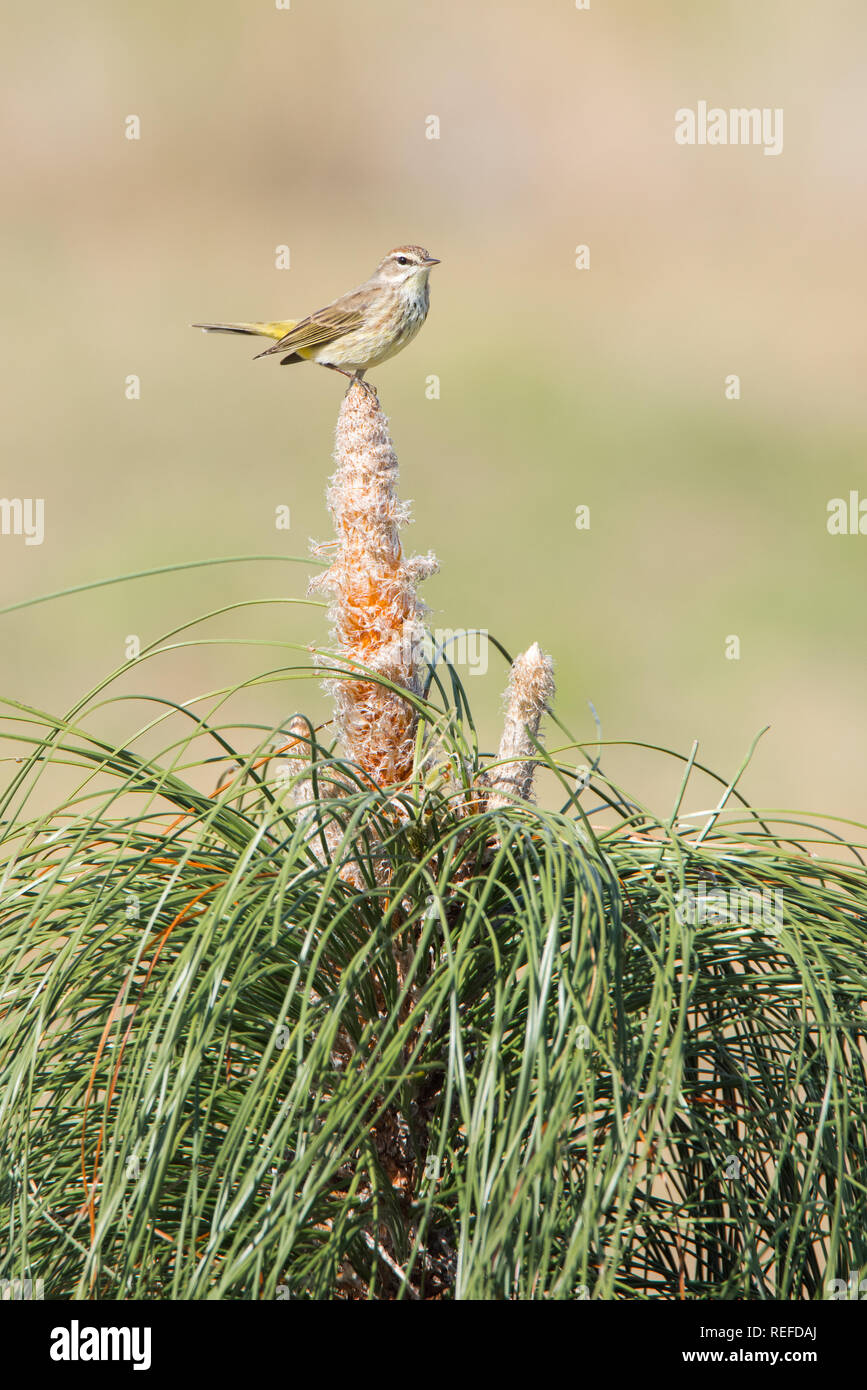 Ein Palm Warbler Sitzstangen auf einem Jungen kultiviert Longleaf Kiefer bei Brownie Wise Park in Osecola County, Florida. Longleaf Kiefer ist eine gefährdete Pflanze. Stockfoto