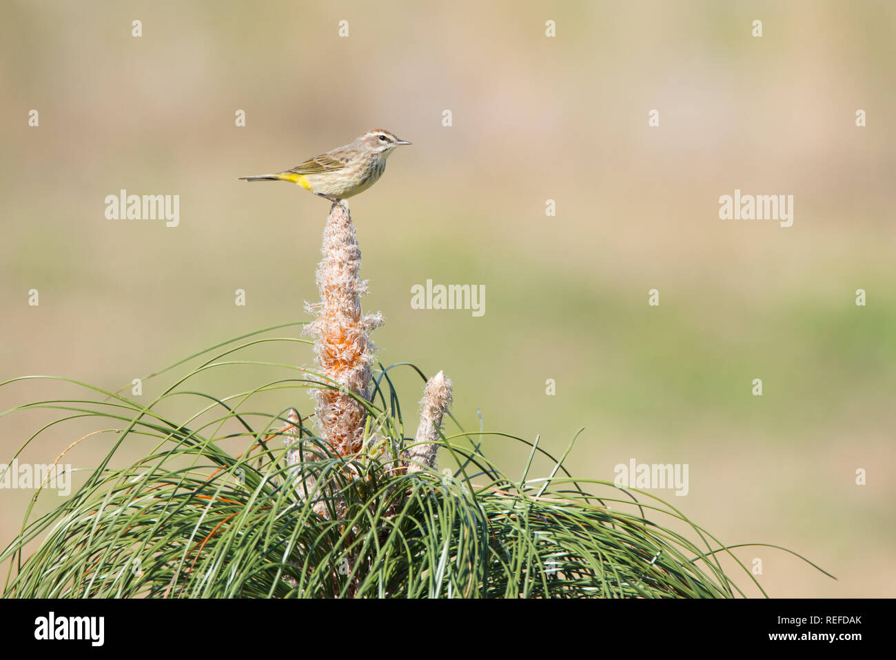 Ein Palm Warbler Sitzstangen auf einem Jungen kultiviert Longleaf Kiefer bei Brownie Wise Park in Osecola County, Florida. Longleaf Kiefer ist eine gefährdete Pflanze. Stockfoto