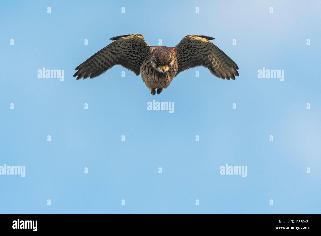 Ein Turmfalke Falco tinnunculus schweben und Jagd. Stockfoto