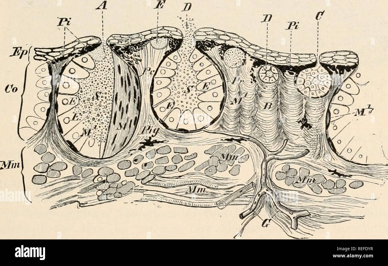. Vergleichende Anatomie der Wirbeltiere. Anatomie, Vergleichende; Wirbeltiere. Abb. 14.- Haut von Larven der Salamander (Salamandra Maculosa). a, Stratum corneum und Stratum Malpighii; Co, derm; OS, gestreift Grenze; Ep, epiderm; LZ, Leydig Zellen (einzellige Schleim Drüsen). (Vgl. s. 20) erscheinen in der Anpassung für die terrestrischen Lebens. Diese haben nichts mit der einzelligen Larven Drüsen zu tun: ihre Fülle ist sehr charakteristisch für die Amphibien Haut (Abbn. 15 und 16). In Bezug auf ihre Verteilung, Sie können einzeln in der gesamten Haut, verstreut oder in Gruppen - in Anurans vor allem angeordnet. Abb. Stockfoto