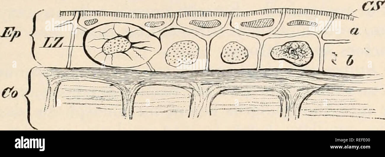 . Vergleichende Anatomie der Wirbeltiere. Anatomie, Vergleichende; Wirbeltiere. Schilddrüsen- 21 und Zellen mit Gewinde und vacuolated Inhalt haben auch in Anuran larvse beschrieben worden. Später, unmittelbar vor dem meta-morphosis, zahlreiche muliicdlular Drüsen alveoläre Struktur. Abb. 14.- Haut von Larven der Salamander (Salamandra Maculosa). a, Stratum corneum und Stratum Malpighii; Co, derm; OS, gestreift Grenze; Ep, epiderm; LZ, Leydig Zellen (einzellige Schleim Drüsen). (Vgl. s. 20) erscheinen in der Anpassung für die terrestrischen Lebens. Diese haben nichts mit der einzelligen Larven Drüsen zu tun: Ihre g Stockfoto