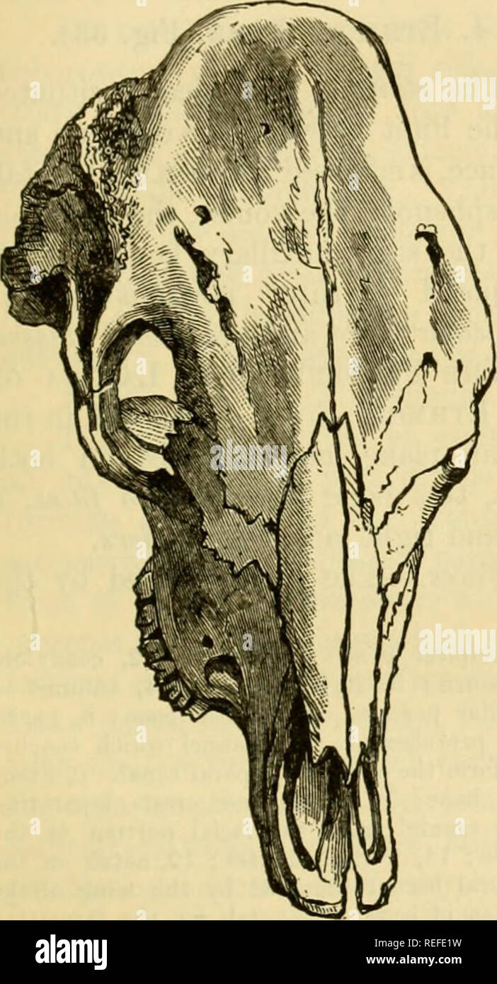 . Die vergleichende Anatomie der domestizierten Tiere. Pferde; Veterinär Anatomie. T-STÜCK KOPF. 58 Knochenhaut in solche Tiere hat die Wirkung einer erheblichen Dehnung und narrowiag im oberen Teil der frontalen Knochen. In der Schafe und Ziegen, die frontale Knochen ist relativ weniger umfangreiche und starker als in den Ochsen; es ist nicht auf den Gipfel der Leiter hinauf und die frontale Nebenhöhlen sind nicht über seine überlegene Borler (Abb. verlängert. 32). li. Kamel - Das stirnbein dieses Tieres sehr ähnelt der von Einhufern, die als Haustiere gehalten werden. Den mittleren Teil der Aussenfläche ist dreieckig in der Form, in der die Basis Stockfoto
