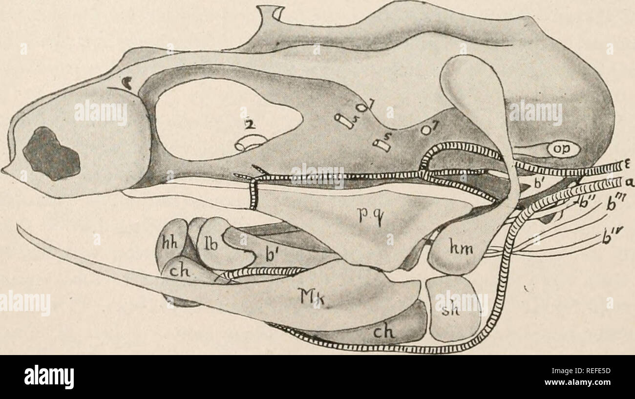 . Vergleichende Anatomie der Wirbeltiere. Anatomie, Vergleichende; Wirbeltiere - Anatomie. Abb. 76. - Seitenansicht Schädel von Makrelen (Scomber} nach Allis. Für Buchstaben, siehe Bild. 68. Die chondrostei, die Haie - wie der GANOIDS, haben keine kraniale Knorpel Knochen. Sie sind auch primitiv in die große Entwicklung des rostralen Knorpel (enorme in Polyodon), die den Mund gibt seine ventrale Position und in der. Abb. 77,- chondrocranium von Polypterus, nach Budgett. a, zuführenden Arterie zu externen Kiemen; ft 1-4, branchials; e, ableitend Arterie von externen Kiemen; Ib, labial Knorpel; 2, 5, 7, Nerv Stockfoto