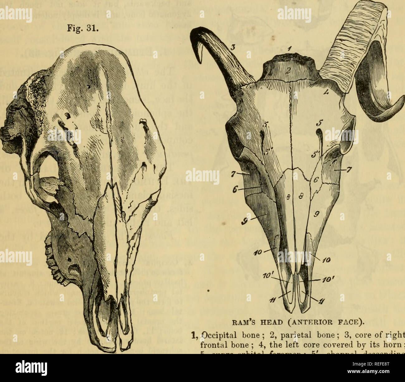 . Die vergleichende Anatomie der domestizierten Tiere. Veterinär Anatomie. Die Raupe. 53 Knochenhaut in solche Tiere hat die Wirkung einer erheblichen Dehnung und Verengung der oberen Teil des frontalen Knochen. In der Schaf- und Ziegenhaltung, tlie Stirnbein ist relativ weniger umfangreiche und starker als in den Ochsen; es ist nicht auf den Gipfel der Leiter hinauf und die frontale Nebenhöhlen sind nicht über seine überlegene Grenze (Abb. verlängert. 32). B. Kamel. - Die frontale Knochen dieser Tiere sehr ähnelt der von Einhufern, die als Haustiere gehalten werden. Den mittleren Teil der Aussenfläche ist dreieckig in der Form, in der die Basis, w Stockfoto