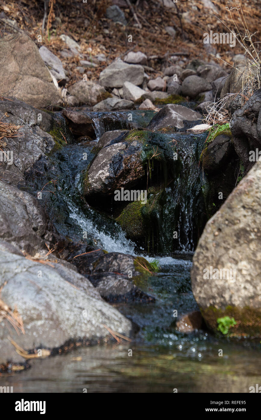 Ein rinnsal Wasser auf der Dry Creek Canyon Trail in der Gila National Forest von New Mexico Stockfoto