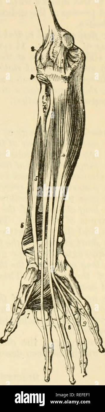 . Die vergleichende Anatomie der domestizierten Tiere. Veterinär Anatomie. Oberflächliche MUSKELN DES HUSIAN FORE-ARM. 1, Bizeps, mit seiner Sehne; 2, Positionen ein- ticus; 3, Trizeps; 4, Radien Pronator teres; 5 Flexor carpi radialis; 6, Palmaris lon-gus; 7, ein fiisciculus der flexor digitorum sublimis; 8, Flexor carpi Ulnaris; 9, Palmar Faszie; 10, Palmaris brevis; 11, Abductor pollicis; 12, Flexor brevis Pol - licis; Lo, Supinator longus; 14, Extensor ossis Metacarpi und extensor pollicis Primi inter-nodii.. Tiefe SCHICHT VON OBERFLÄCHLICHEN MUSKELN DES MENSCHLICHEN FORE-ARM. 1, interne, seitliche Bänder von e Stockfoto