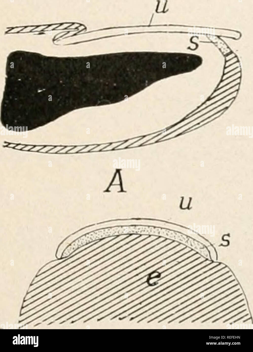 . Vergleichende Anatomie der Wirbeltiere. Anatomie, Vergleichende; Wirbeltiere - Anatomie. Berührungen. 27 ing Platz an der Oberfläche des Stratum Malpighii. In Schildkröten und Alligatoren gibt es einen allmählichen Abnutzung der Oberfläche. Eng verwandten Skalen sind Krallen, Hufe und Nägel (Abb. 18). Eine Kralle kann angesehen werden als eine Kappe von der Spitze einer Ziffer, gebildet durch zwei Skalen eine dorsale (unguis), der andere Ventrale (subunguis). Die unguis ist wichtiger. Es wächst ständig von einer Wurzel und in Säugetieren freut sich über seinem Bett gezwungen. In der Klauenkupplung (B) Der unguis sowohl Quer und Lo gekrümmt ist Stockfoto
