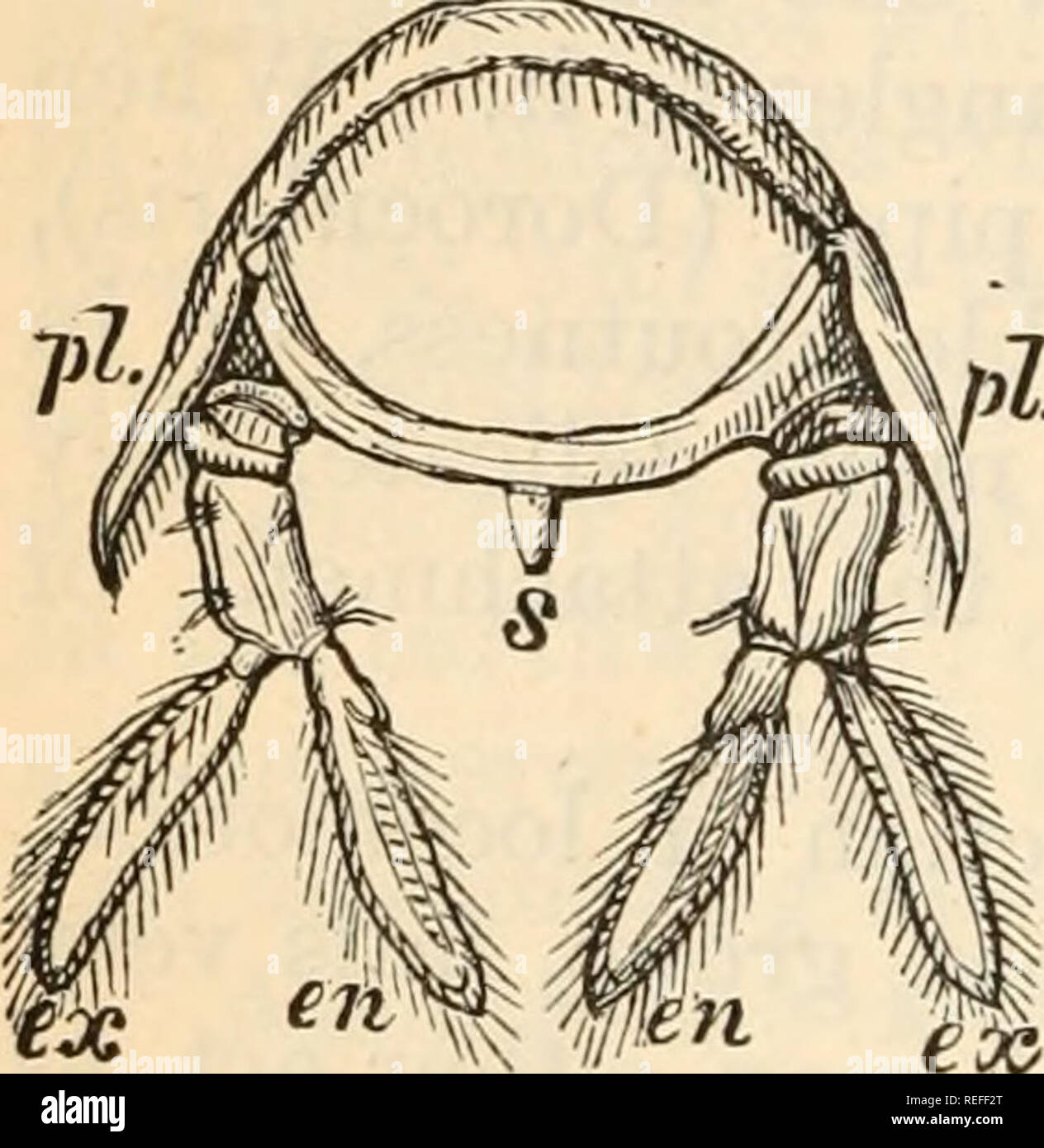. Vergleichende Anatomie und Physiologie. 376 vergleichende Anatomie und Physiologie. Die Gliedmaßen des Brust- Region, die zu einer Funktion des Bewegungsapparates beschränkt sind, haben die Form eines länglichen Gelenkwelle Bar, bestehend aus sieben Gelenken, die die folgenden Namen erhalten haben: die ersten beiden, die erscheinen dem protopodite der typischen Anhängsel zu entsprechen, werden als coxopodite und Basi-podite; die restlichen fünf, die angeblich zu j.^ repräsentieren die endopodite, symphysis, Mero, carpo, Pro und dactylo - podites.. , Gliedmaßen bewegen m eine Ebene, die parallel zur LONO-Achse der Bo ist Stockfoto