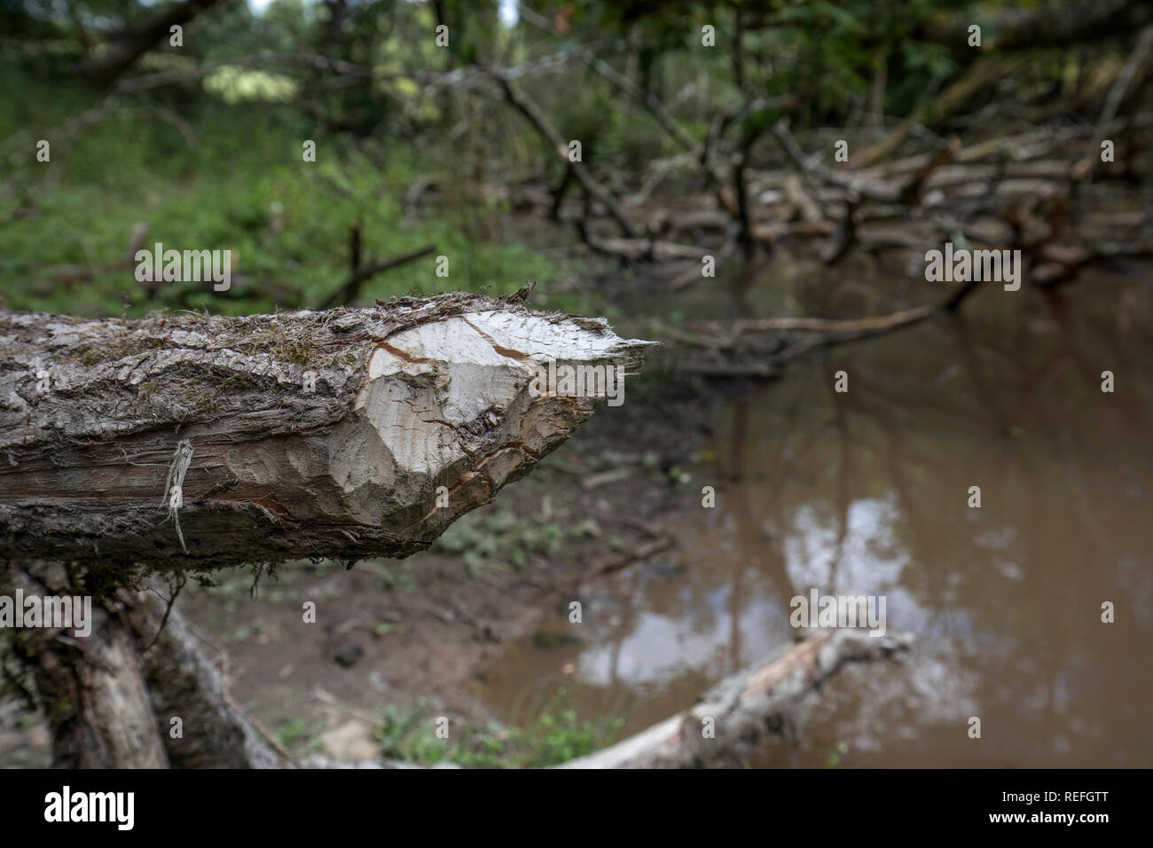 Biber, Castor Fiber zerbissen Baum; Devon, Großbritannien Stockfoto