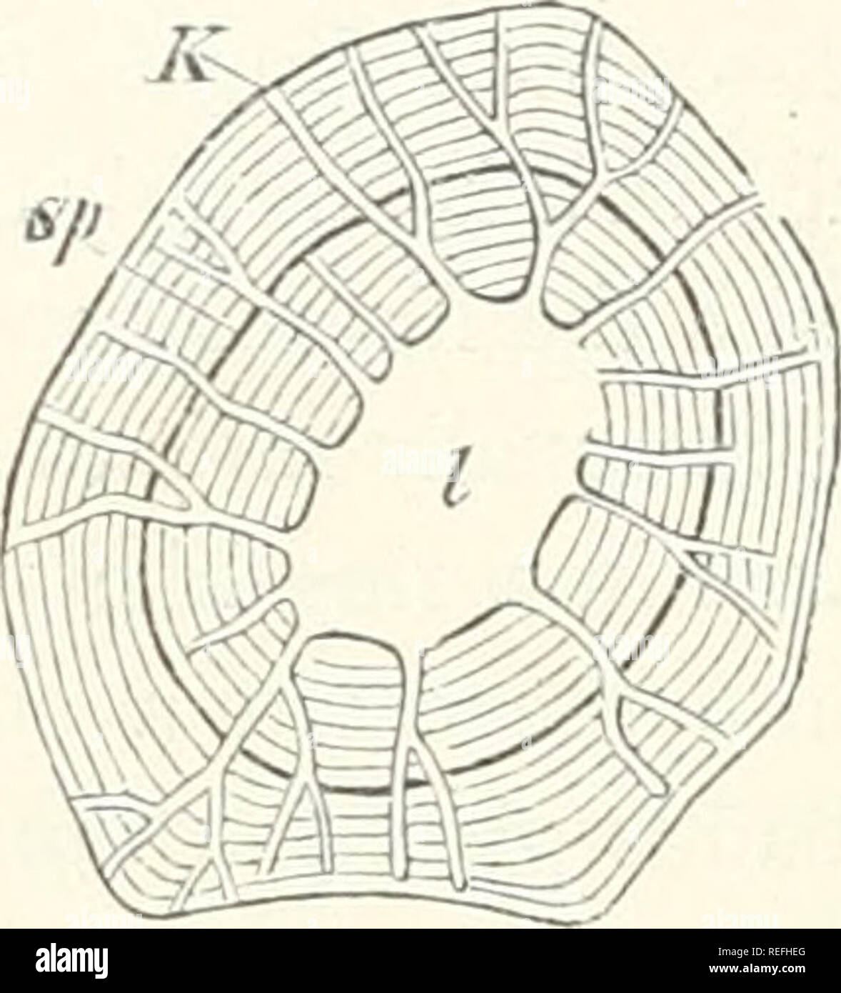 . Vergleichende Anatomie der vegetativen Organe Der phanerogamen und