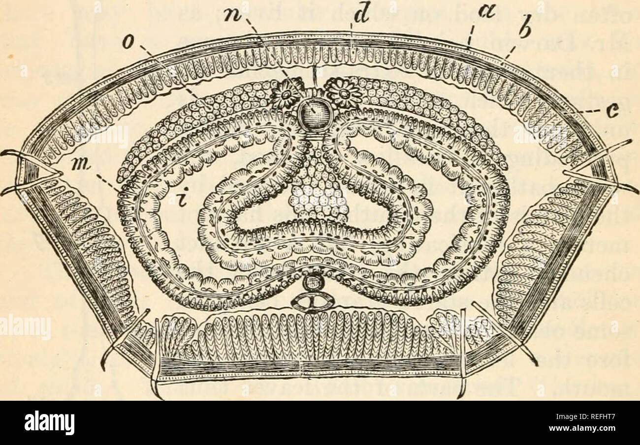 . Vergleichende Anatomie und Physiologie. n 6 VERGLEICHENDE ANATOMIE UND PHYSIOLOGIE. Essen in Zustand geeignet für Absorption brachte, nicht in der Lage ist, seine Tätigkeit auszuüben, es sei denn, die Lebensmittel, auf die sie wirkt alkalisch in Reaktion ist, mit anderen Worten, seine Aktivität ist in eine saure Lösung festgehalten. Nun, der Prozess des Zerfalls der Blätter wird durch die Bildung von verschiedenen Säuren, die notwendigerweise neutralisiert werden, bevor das verdauungssystem Flüssigkeiten auf der Tat begleitet. Abb. 57.- Querschnitt der Regenwurm auf die Stellung und Eelations des Darms. a, Nagelhaut zeigen; 6, hypodermis; c, Schicht von circul Stockfoto