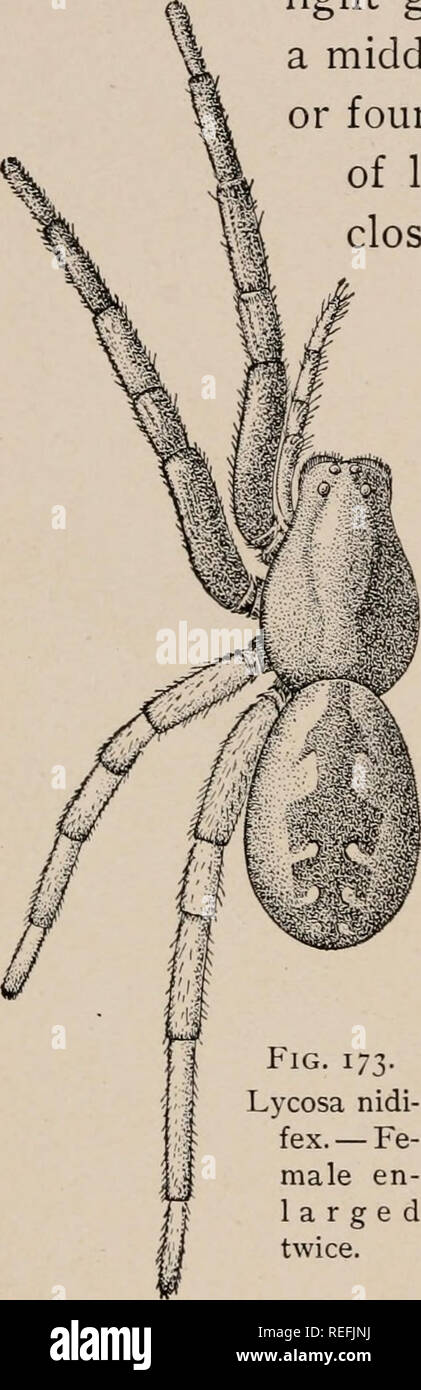 Die gemeinsamen Spinnen der Vereinigten Staaten. Spinnen - Vereinigte  Staaten. 72 DIE GEMEINSAMEN spinnen Beine und Bauch light sand Farbe, wie  die Rückseite. Die Weibliche (Abb. 173) ist grösser, - drei