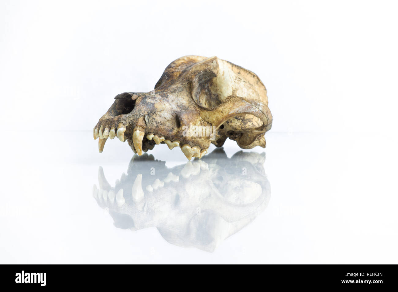 3/4-Ansicht von Hund Schädel mit weißem Hintergrund und Reflexion Stockfoto