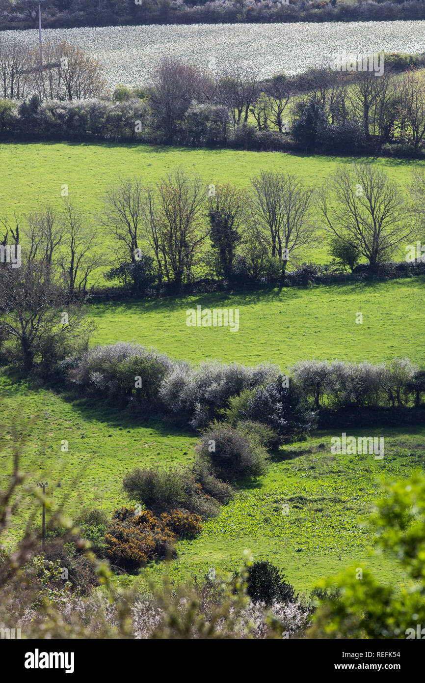 Hecken; West Cornwall, UK Stockfoto