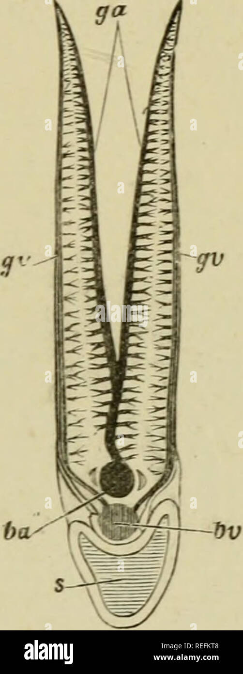 . Der grasfrosch. Frösche. Ix. J DER GRASFROSCH. 1 S 7 Das venöse Blut aus dem Herzen durch eine bauchige Aorta geschickt, woher entstehen auf jeder Seite eine Reihe von Arterien, die Branchial Bögen, ein auf der äußeren Seite der jeweiligen Arch aufsteigen, abnehmende in der Größe, wie es aufsteigt. (Abb. 8 i). Abb. So. - zwei lamellse (oder Faltblätter) Aus den Kiemen einer Knöchernen Fisch, zeigt der Verlauf der Atemwege Zirkulation, s, schnittfläche Eines der Branchial Bögen. An der oberen Seite ist eine Wölbung, die von dem Abschnitt der Nut, die entlang der 1 läuft produziert wird. x und äußeren (hier oben) Stockfoto