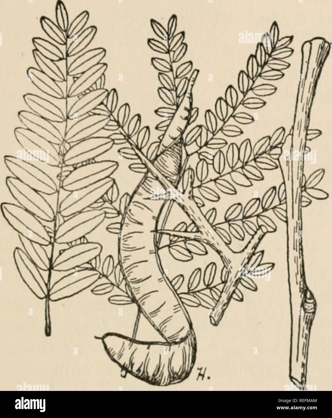 . Gemeinsame Wald Bäume von Georgien: Wie Sie wissen. Eine Tasche Handbuch. Bäume - Georgia. Honig-heuschrecke {Gleditsia triacanthos L.) TDIE Honig-heuschrecke Auftritt througliout der Staat außer hoch in den Bergen verstreut. Es wächst unter einer Vielzahl von Erde und Feuchtigkeit Bedingun- gen. Es tritt manchmal in den Wald, aber häufiger in Ecken und Plätze neben Straßen und Felder. Er erreicht einen Durchmesser von 30 Zoll und einer Höhe von 75 Fuß. Die Barke auf alten Bäumen ist Dunkelgrau und ist in dünne engen Schuppen unterteilt. Die starken Dornen - gerade, Braun, b r a n c hed, scharfe und glänzend, die wachsen auf Stockfoto