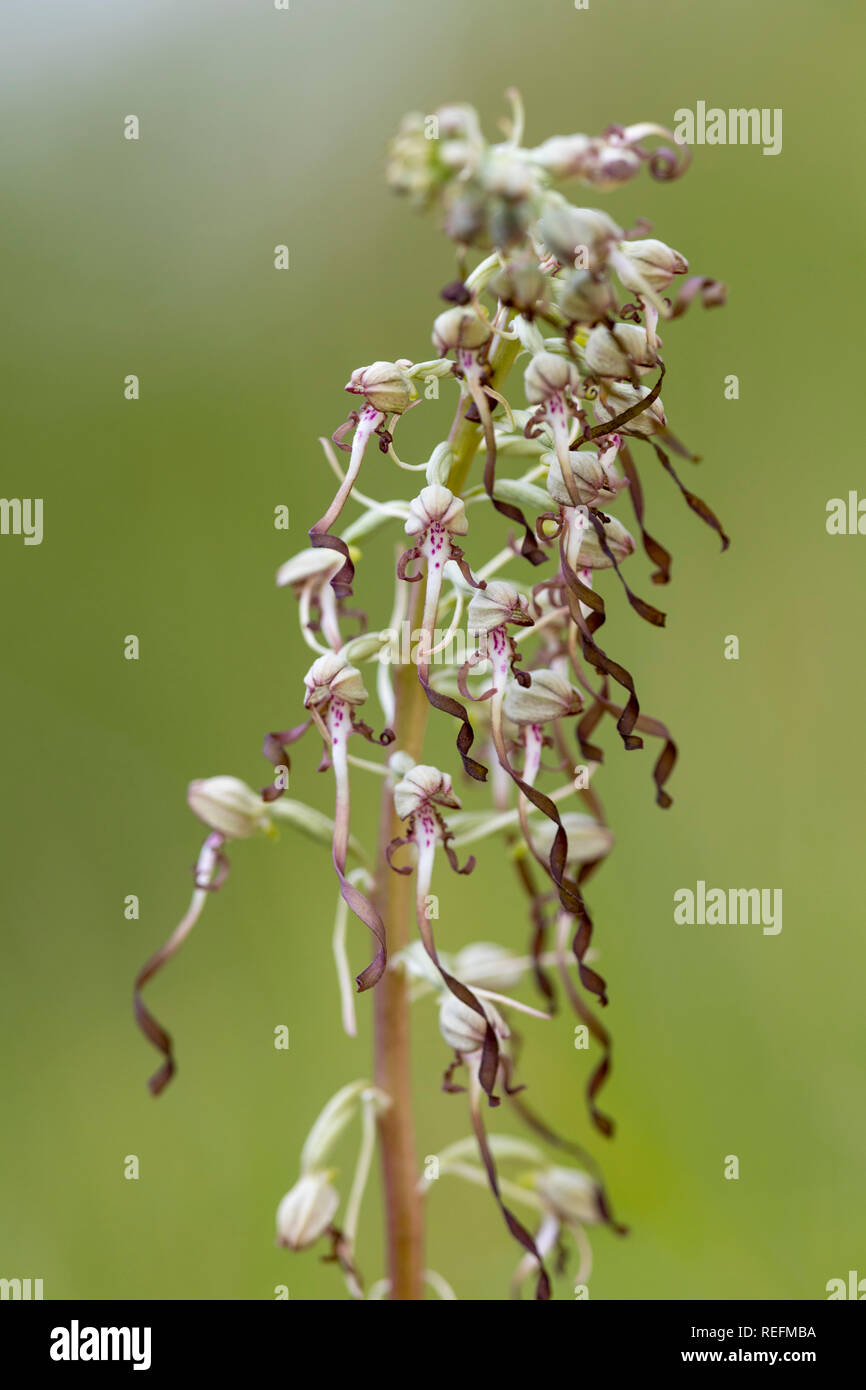 Lizard Orchid; Himantoglossum hircinum; Blüte; Cambridgeshire, Großbritannien Stockfoto