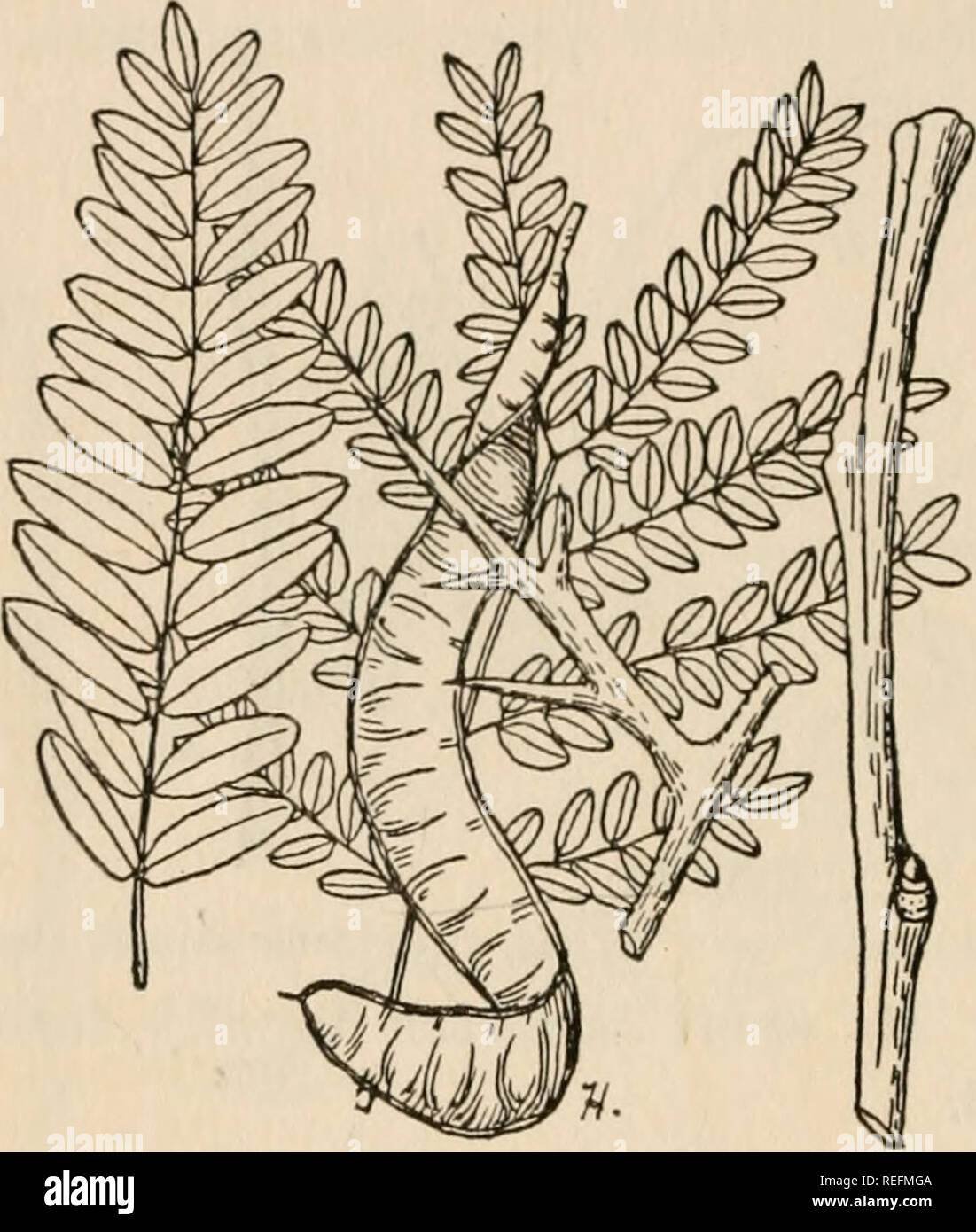 . Gemeinsame Wald Bäume von North Carolina: Wie Sie wissen, eine Tasche Handbuch. Bäume - North Carolina; Bäume. &Gt; -^^-^-e>-^s%><!-^?# => "55"^^ -^-^- $ ^-c5: §^^ - e^ Honig-heuschrecke {Gleditsia triacanthos L.) die Honig-heuschrecke während der Zustand tritt außer in den hohen Bergen verstreut. Es wächst unter einer Vielzahl von Erde und Feuchtigkeit Bedingun- gen. Es tritt manchmal in den Wald, aber häufiger in Ecken und Plätze neben Straßen und Felder. Er erreicht einen Durchmesser von 30 Zoll und einer Höhe von 75 Fuß. Die Barke auf alten Bäumen ist Dunkelgrau und ist in dünne engen Schuppen unterteilt Stockfoto