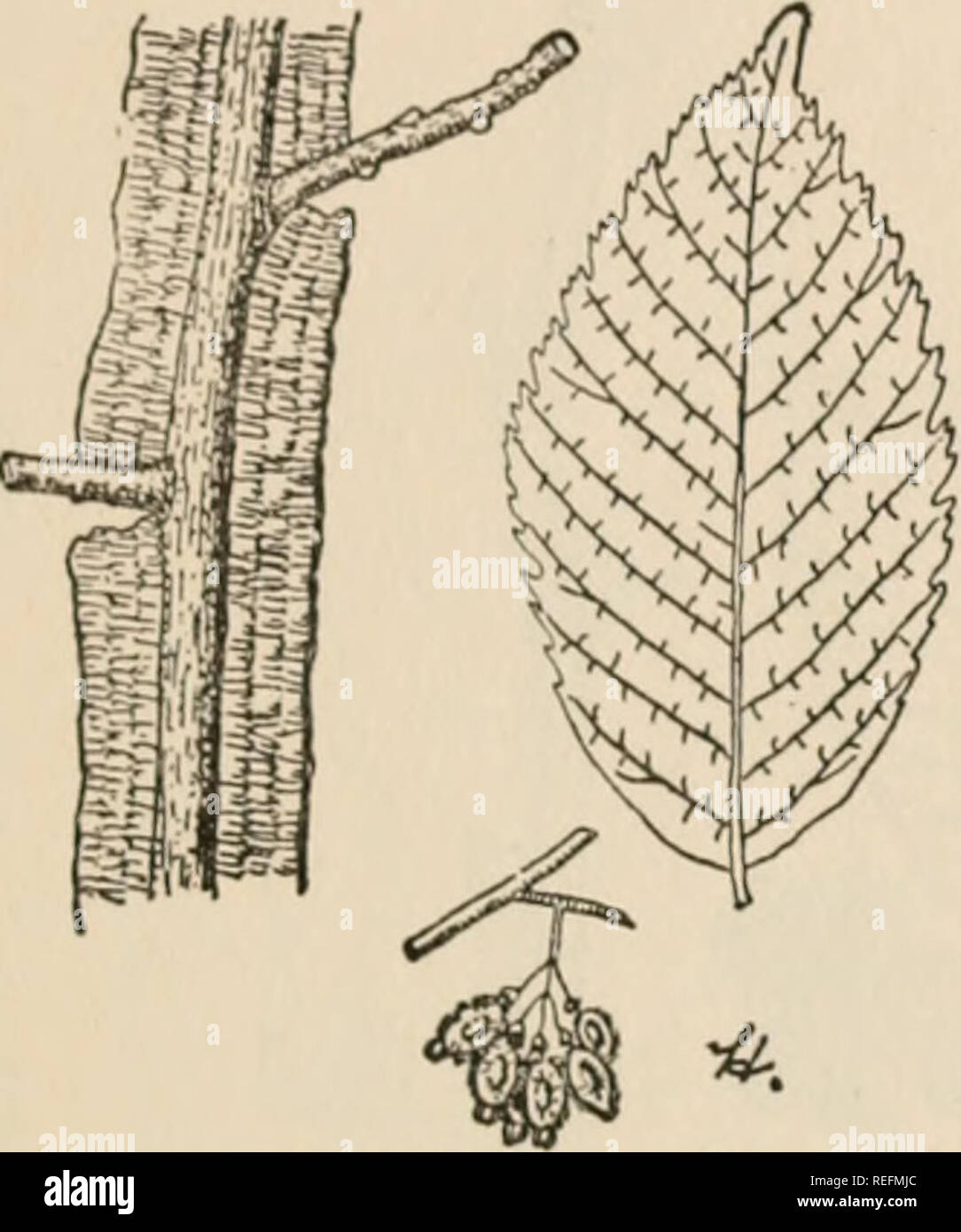 . Gemeinsame Wald Bäume von Georgien: Wie Sie wissen. Eine Tasche Handbuch. Bäume - Georgia. WINGED Ulme (Ulmus alata Michx.) TIIE winged Elin. erhält seinen Namen von der dünnen Corky Wachstum, oder "Flügel", in der Regel auf der kleineren Filialen gefunden. Es tritt in der Regel über den ganzen Staat verstreut, außer in den Bergen, in der Regel auf trockene, kiesigen Hochland, aber oft in feuchten Böden und in der Abfallwirtschaft stellen. Es wächst schnell in Feucht- gen, und ist gleichzeitig eine der besten Bäume für die Bepflanzung entlang der Straße - Seiten in trockenen armen Standorten. Es ist 24.02.2004 - relativ frei von Krankheit, wenn auch nicht namentlich l Stockfoto