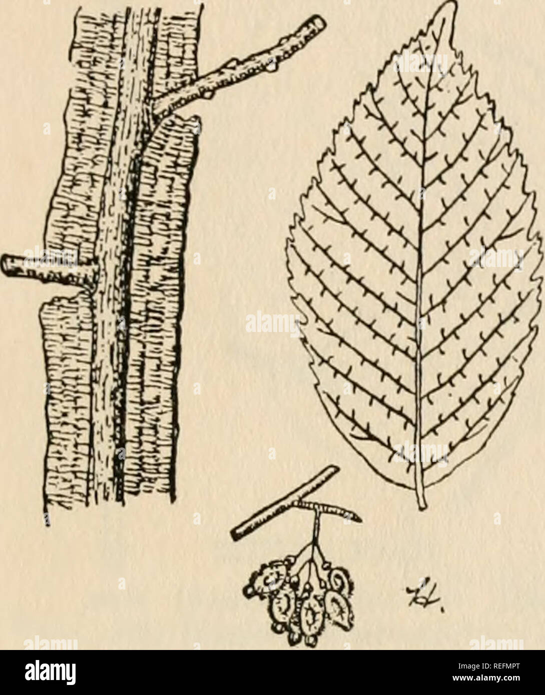 . Gemeinsame Wald Bäume von North Carolina: Wie Sie wissen, eine Tasche Handbuch. Bäume - North Carolina; Bäume. - E> Weit (EST TR^&AMP;s^V^ INGED ELM [Ulmus alata Michx.) Die geflügelte Elm erhält seinen Namen von der dünnen Corky Wachstum, oder "Flügel", in der Regel auf der kleineren Filialen gefunden. Es tritt in der Regel über den ganzen Staat verstreut, außer in den Bergen, in der Regel auf trockene, kiesigen Hochland, aber oft in feuchten Böden und in der Abfallwirtschaft stellen. Es wächst schnell in Feucht- gen, und ist gleichzeitig eine der besten Bäume für die Bepflanzung entlang der Straße - Seiten in trockenen armen Standorten. Es ist 24.02.2004 Stockfoto