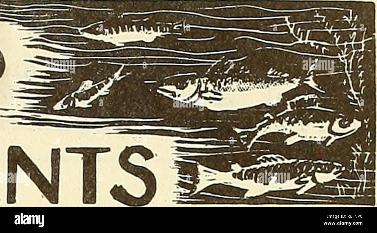 . Die kommerzielle Fischerei. Fischerei Fischhandel. Dezember 1957 die kommerzielle Fischerei ÜBERPRÜFUNG 15 iTRENDS UND ENTWICKLUNGEN. Kalifornien GARNELENINDUSTRIE ERREICHT FANGQUOTEN W BESTIMMTE BEREICHE: Zum ersten Mal in einem einzigen Jahr, Kaliforniens wachsenden Ozean Garnelenindustrie in zwei Bereichen hat catch-Lim erreicht. Es Quoten vor dem geplanten gesetzlichen Stichtag. Die Kalifornien Abteilung der Fische und des Spiels gab bekannt, dass die Flotten, die Garnelen aus der Bodega Bay und Fort Bragg ihre Fangmengen weit vor dem 15. Oktober Einsendeschluss erreicht. Wenn die Kontingente des Saison sind vor der Zeit erreicht, t Stockfoto