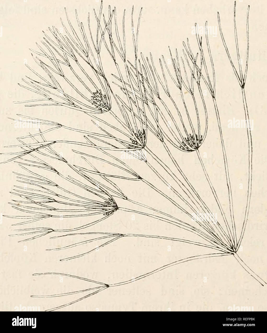 . Dr. L. Rabenhorst der Kryptogamen-Flora von Deutschland, Oesterreich und der Schweiz. Kryptogamen-- Deutschland; Kryptogamen - Österreich; Kryptogamen-- Schweiz. 118 ß) lougifolia A.Br. Im Habitus von der vorigen Form erheblich abweichend, ge-Avöhnlich vreniger Quirle niedriger, bildend, aber mit langen Inter-nodien und sehr langen, Internodien bei weitem überragenden Blättern sterben. Sie ist in der Kegel aufrecht und kräftig gebaut, tock weniger reich verzweigt und besonders der ist-der selbst weniger buschig. Abb. 33. Nitella capitata f. LONGIFOLIA. Natiirl. Grösse. nur aus 3 - 4 Stengeln gebildet Stockfoto