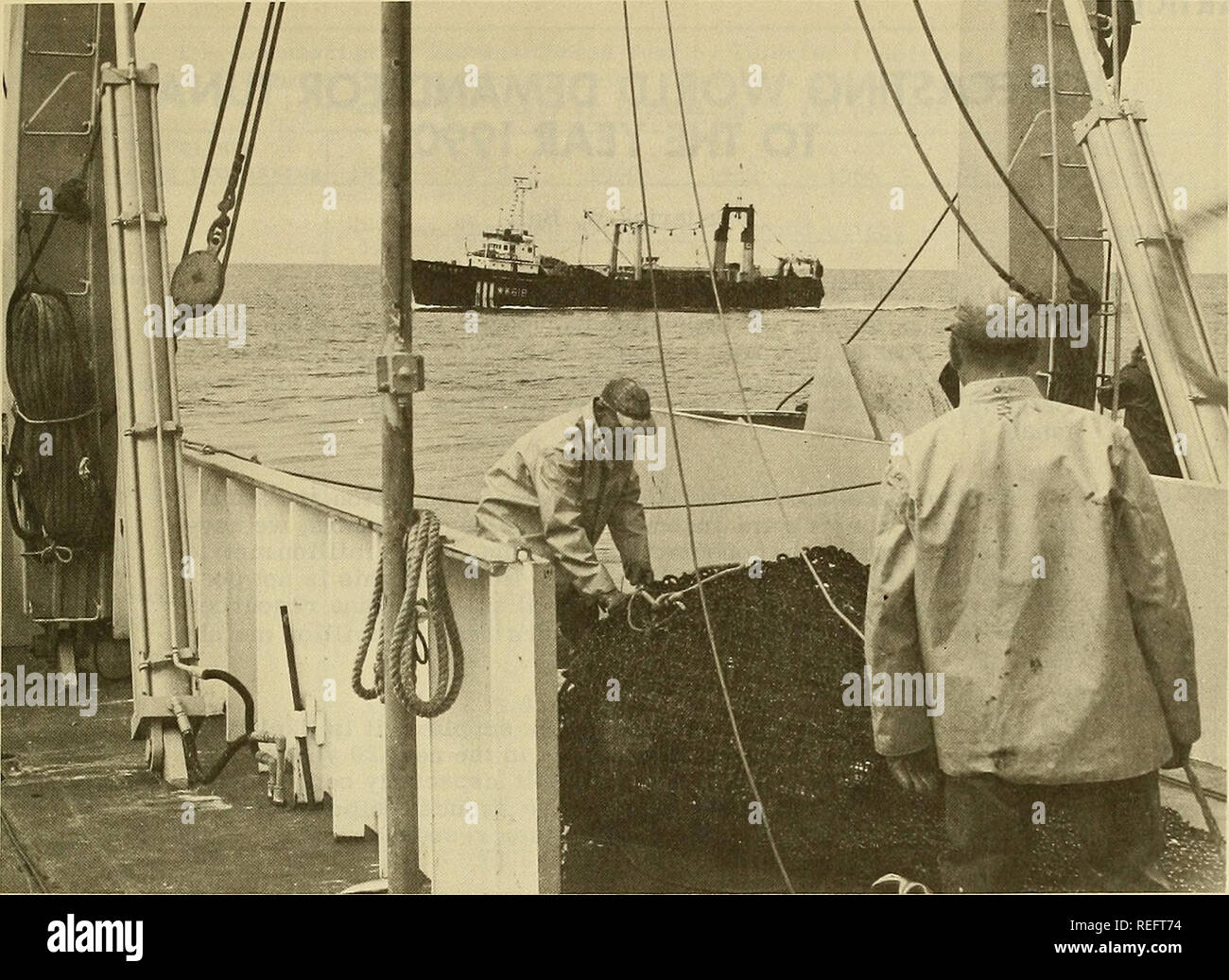 . Die kommerzielle Fischerei. Fischerei Fischhandel. 23. Abb. 3 - Fischer an Bord der BCF 'Miller Freeman' im Beringmeer vorbereiten, ihre experimentelle ziehen Fangen zu kontrollieren, wie ein japanischer Fischereifahrzeug ihre strengen kreuzt. (BCF - Alaska Foto: J. M, Olson.) vom pazifischen Nordwesten UDSSR: 21 große Stern Gefrierfach und Factory Trawler, 1 mittlere Seite Trawler, 6 Schiffe, 3 Schiffe. Über 10 Stern Trawler 40 km WNW von Zerstörung Insel und 16-60 Meilen weg von Cape Flattery früh im Monat (10-15 aus Oregon geglaubt). In der zweiten Woche, 18 Schiffe zwischen Yaquina Head und Cape Blanco Stockfoto