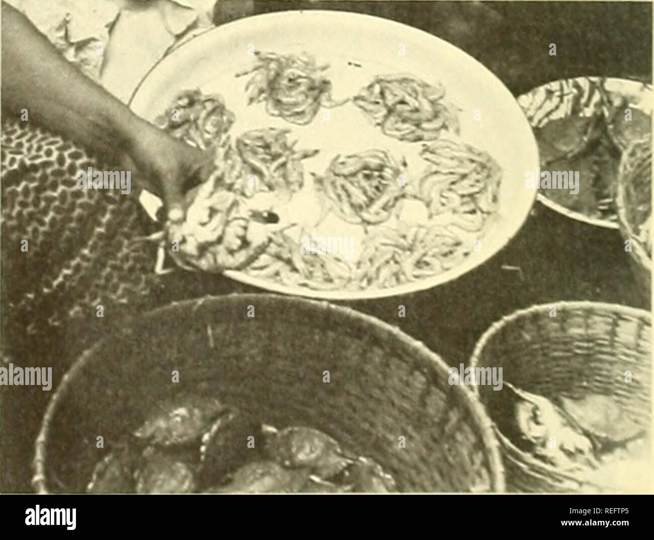 . Die kommerzielle Fischerei. Fischerei Fischhandel. 36 Die Regierung erst vor kurzem gewährt Permis-sion für drei Französisch/Elfenbeinküste angeln Gesellschaften zusammen nicht mehr als 10 Garnelenfänger einzuführen, während der nächsten 3 Jahre. Die Unternehmen haben vereinbart, ihre Ressourcen und einem modernen Garnelen - Was-parameter build-Werk Singen. Der ivorischen Fischereipolitik Service ist Cooper- mit eigenem Französisch-japanische Gemeinschaftsunternehmen in Garnelen marikultur. Zwei große Zement Tanks, baute vor einigen Jahren an der Küste östlich von Abidjan durch die Fischerei Service; werden für die Garnelen ausgeliehen - Landwirtschaft Fachleute - iment. Zwei bio Stockfoto