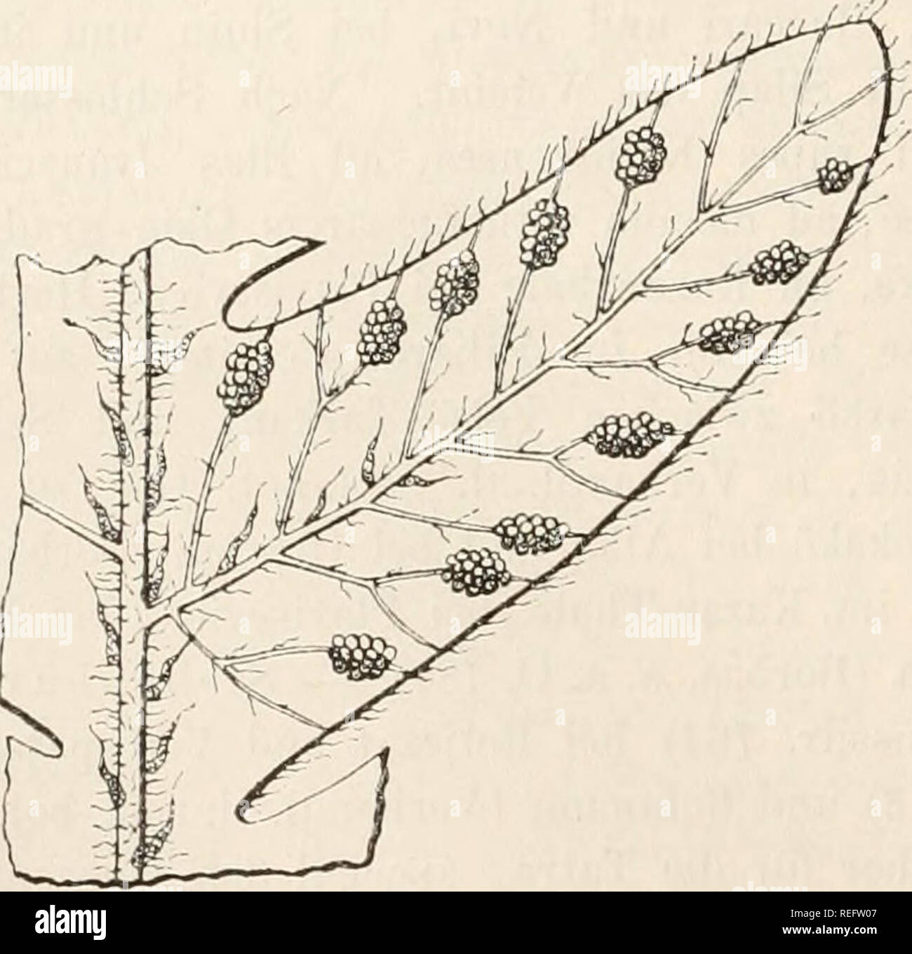 . Dr. L. Rabenhorst der Kryptogamen-Flora von Deutschland, Oesterreich und der Schweiz. Kryptogamen-- Deutschland; Kryptogamen - Österreich; Kryptogamen-- Schweiz. 294 XV. Phegopteris Gebühr, Genera Filicum, Pag 242. Sori auf den Spitz endenden Nerven rücken ständig in ent-wickeltem oder Avenig deutlichem Receptaculum, rundlich oder (bei unseren Arten selten) länglich oder (bei Ausländern) im Ver laufe der Nerven linienförmig, schleierlos zusammenfliessend und auch nie vom Blattrande bedeckt (Abb. 131). Blattstiel ungegliedert. Literatur: Gebühr, a. a. 0. - Mettenius, Filices Horti Lipsiensis, Pag 8. Stockfoto