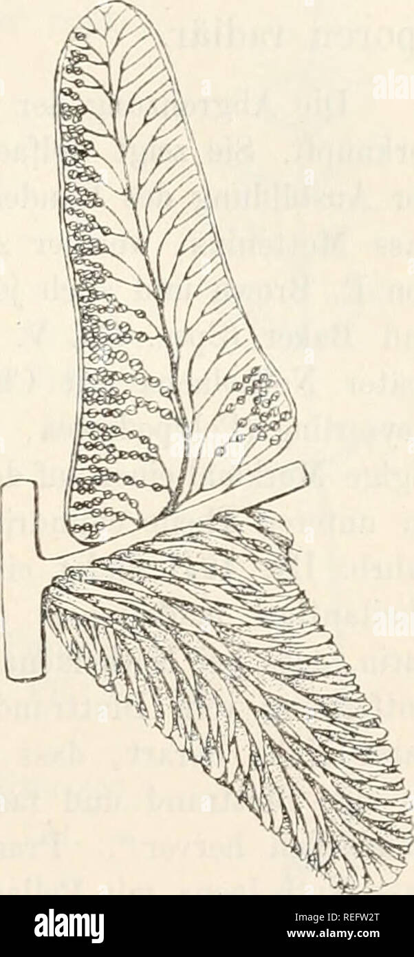 . Dr. L. Rabenhorst der Kryptogamen-Flora von Deutschland, Oesterreich und der Schweiz. Kryptogamen-- Deutschland; Kryptogamen - Österreich; Kryptogamen-- Schweiz. P) 7 Abyssinion, südliches, Ostindien, Nculiolland Tasininiien, Neuseeland, Mexiko, Gua - temala, Ecuador un< l Vicuna. Iv. Notholaena R. Br. Prodr. Fl. Xuvao Holl. 145. (Nütlioehlaeiia Xaulf. Enum. Fil. 133.) Suri nackt, das unvGränderte oder kaum aiigesch wollene Nervenende einnehmend und rundlich, oder bisweilen eine Kur; ie Strecke herab] aufond und länglich, selten bis über sterben Lehrwerk oder zur Grundlage der Nerven herabziehend und da Stockfoto