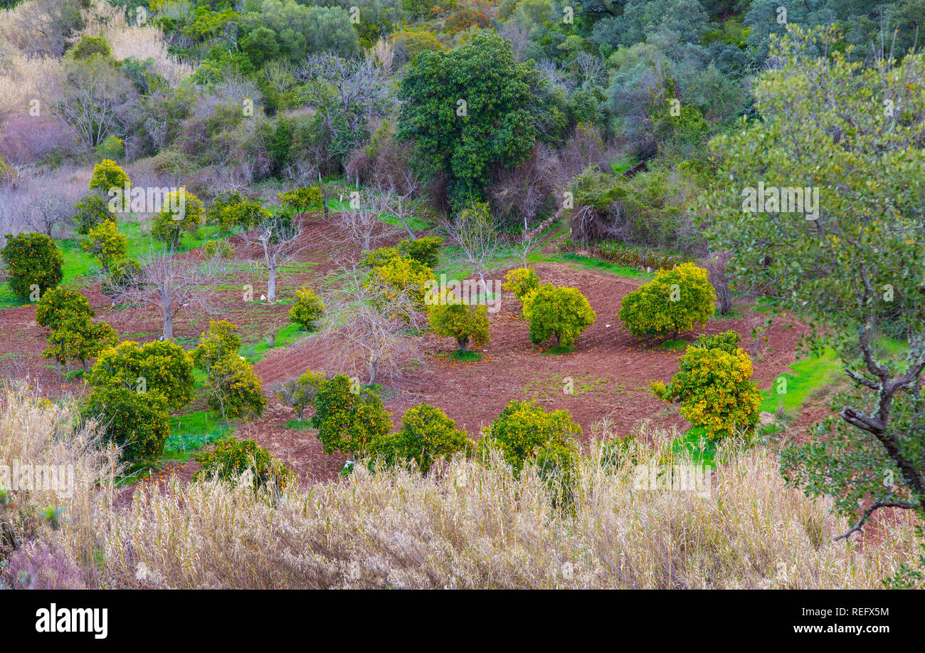 Orangenhain Stockfoto