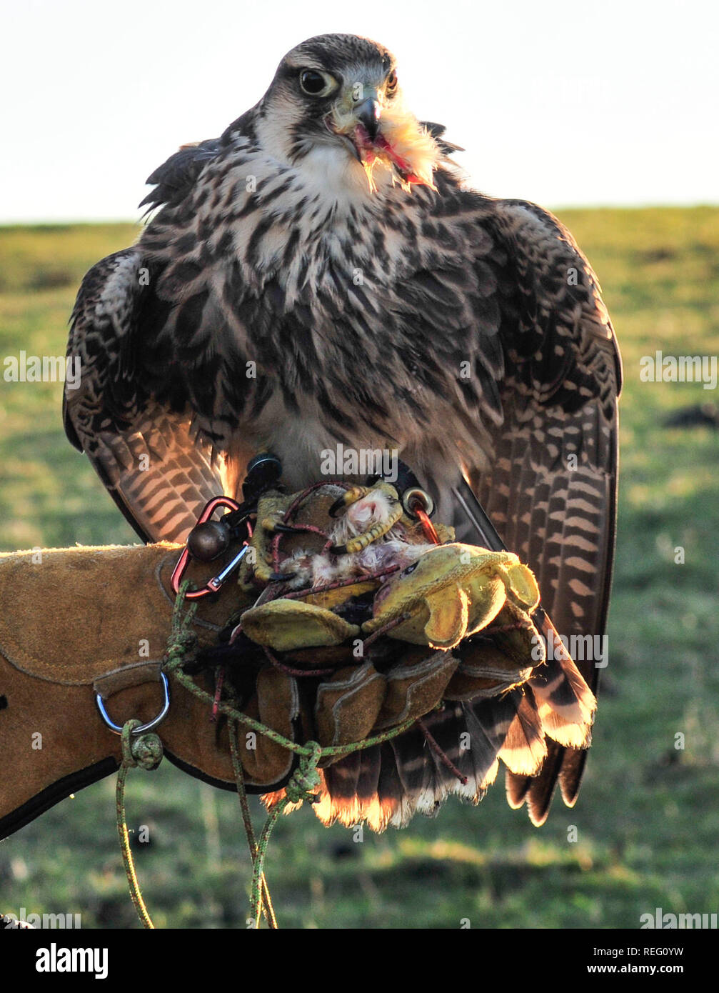 Bo-Peep, Alciston, Lewes, Sussex, Großbritannien. Januar 2019. Der prächtige Falcon 'Safire' mit dem Besitzer Tiger Cox. Stockfoto