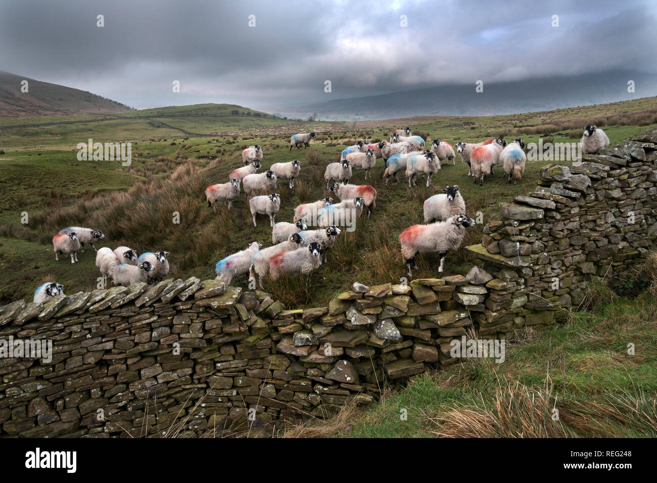 Dentdale, Cumbria, Großbritannien. 21. Januar 2019. Swaledale Schafe grasen unter einer schweren grauen Winterhimmel auf Berggebiete moorlands in Dentdale, Yorkshire Dales National Park. Quelle: John Bentley/Alamy leben Nachrichten Stockfoto