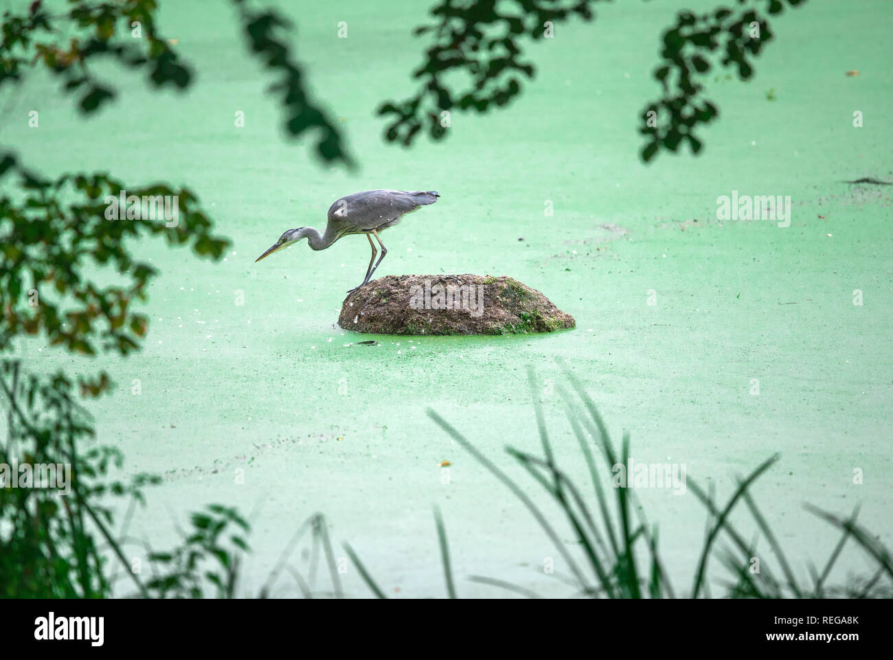 Schwechow, Deutschland. 09 Sep, 2017. Ein Graureiher lauert auf einer kleinen Insel. Credit: Jens Büttner/dpa-Zentralbild/ZB/dpa/Alamy leben Nachrichten Stockfoto