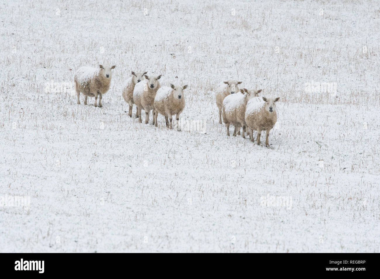 Stirlingshire, Schottland, Großbritannien - 22 Januar 2019; uk Wetter - Schafe im Schnee in ländlichen Stirlingshire Credit: Kay Roxby/Alamy leben Nachrichten Stockfoto