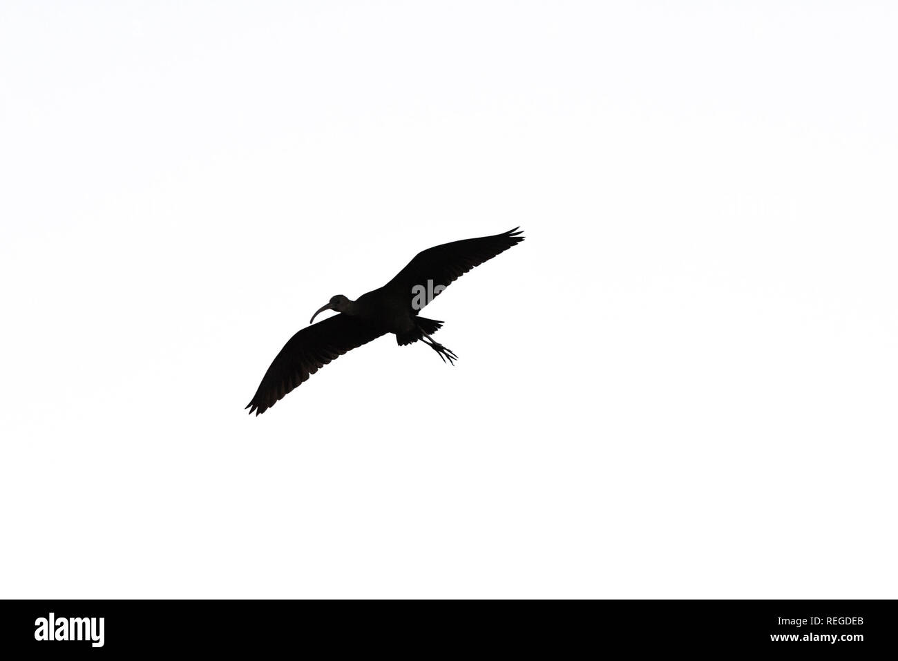 Die Silhouette eines glänzenden Ibis Plegadis falcinellus flying Overhead. Stockfoto