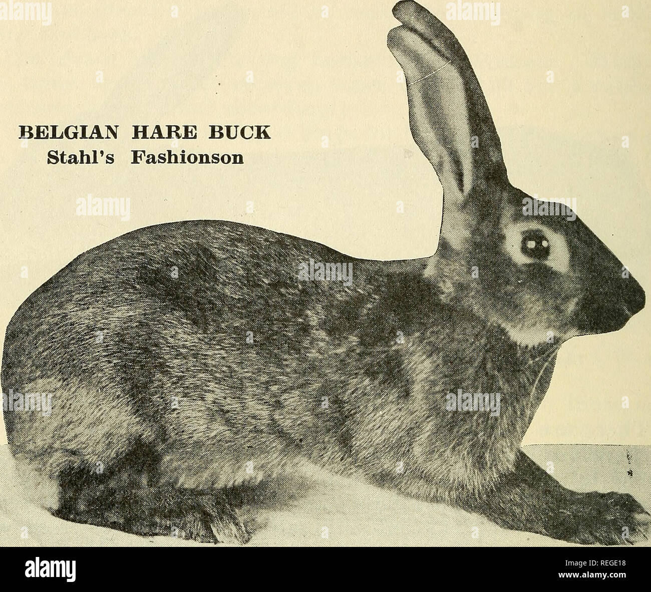 . Der gesunde Menschenverstand kaninchen heben... Kaninchen. Belgischer HASE BUCK Stahl Fashionson. BLTCGIAN HASE STUD DOLLARS - STAHL FASHIONSON Sieger in Syrakus als Junior- und Gewinnerin des ersten in Kansas City, Novem-ber, über America's Finest ältere Belgier. Für Farbe, Länge und Art der feinsten Buck haben wir jemals besessen. STUD SERVICE GEBÜHR VON $ 2,00. Andere belgische HASE STUD DOLLARS. Alle großen Gewinner Stahl Royal Fashoda, Jiggers, Royal Rush, Royal Kop, Shebbear Herzog, Stahl Präsident Davis, Stahl Meister. Alle guten Produzenten. Deckgeld $ 2,00. Alle 8 MONATE UND ÜBER DIESE DOLLAR-freien gezüchtet werden. Die F Stockfoto