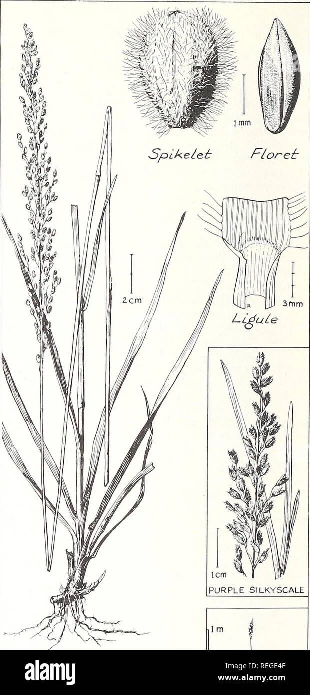 . Gemeinsame Pflanzen von longleaf Kiefer - bluestem Bereich. Ökologie der Pflanzen; Gräser; Futterpflanzen. Grüne SILKYSCALE Anthaenantia villosa (Michx.) Beauv. Grüne silkyscale ist üblich, obwohl selten ein - Diese, auf longleaf Kiefer - bluestem Bereich. Sie wächst meist auf sandigen Standorten, häufig in Verbindung mit Elliott bluestem bluestem und Pinsel. Pflanzen verbreiten sich durch kurze Rhizome. In schweren blauen-Schaft steht, Sie bilden in der Regel kleine, unregelmäßig, dicht getuftete Klumpen. Wo Erde ist ungewöhnlich fer - Fliesen, Pflanzen gelegentlich basal Durchmesser von 10 oder 12 Zoll erreichen. Die glatte, pea-grün, twisted Laub ist Co Stockfoto