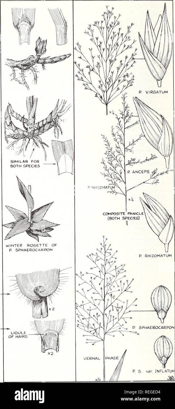. Gemeinsame Pflanzen von longleaf Kiefer - bluestem Bereich. Ökologie der Pflanzen; Gräser; Futterpflanzen. Schlüssel zu panicum Gräser 1 ANLAGEN MIT SCHUPPIGER WURZELSTÖCKE, PRO-RISIKOVERRINGERUNG NUR EINE ART VON UN-VERZWEIGTE CULM UND RISPE; OHNE WINTER ROSETTEN 2 Ährchen Grün oder Violett auf einem offen oder geschlossen, die große, gut verzweigte pan-Icle; Pflanzen 1-2 m. hohen S. officinalis, rutenhirse -. 2 Ährchen gelb grün, schräg auf die Stiele in einem großen, einfach verzweigter Rispe; Pflanzen 50-100cm. hoch 3 Blütenrispen öffnen, Niederlassungen in der Regel lang und dünn; ährchen 3 mm. oder länger S. anceps, beaked panicum - 3 Rispen mehr o Stockfoto