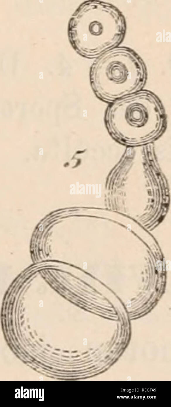 . Dr. L. Rabenhorst der Kryptogamen-Flora von Deutschland, Oesterreich und der Schweiz. Kryptogamen-- Deutschland; Kryptogamen - Österreich; Kryptogamen-- Schweiz. Abb. 1 - 5. Schröteria Delastrina. Abb. 1. Mycel mit sporenbildendeu Aesteu (sp) Abb. 2. 48 solcher Aeste in weiterem Stadion. Abb. 3. Ebensolche, noch weiter entwickelt; das mit Epispor-Warzenartigen Verdickungen ist schon deutlich erkennbar. Abb., 4 und 5, Nummern-oper Arten der Keimung (Abb. sterben. 5 / Schröter). 6*. Bitte beachten Sie, dass diese Bilder aus gescannten Seite Bilder, die digital zum Lesen erhöht worden sein können extrahiert werden Stockfoto