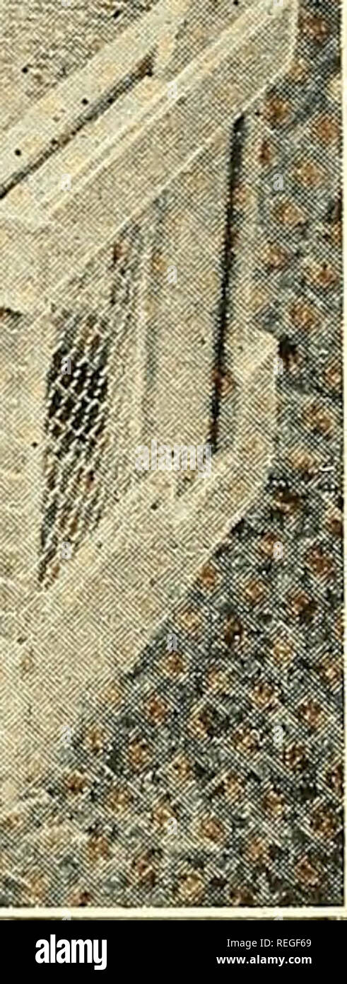 . Kommerzielle Geflügel Heben;. Geflügel. 'Rf^**?!*". Â"¢'â¢ - '.'. Â" â".â¢ (Mit freundlicher Genehmigung der Purdue Experiment Station), Abb. 212. âThe Henne und ihre Brut zu Datenschutz für die ersten paar Wochen. Körner, wie Milo Mais, Kafir Mais und Gerste. Das Maismehl in der Maische kann etwas erhöht werden und andere Mahlzeiten hinzugefügt, wie z.b. Boden Hafer und weizennachmehl. Essentials für die Gesundheit. âIf aufgerufen, die richtige Pflege von Baby-küken vorzuschlagen, und mein Ausdruck begrenzt waren Worte zu zehn, es wäre etwas in dieser Art und Weise: Sie halten warm, trocken, ausgeübt, lüftete, getränkt, Stockfoto
