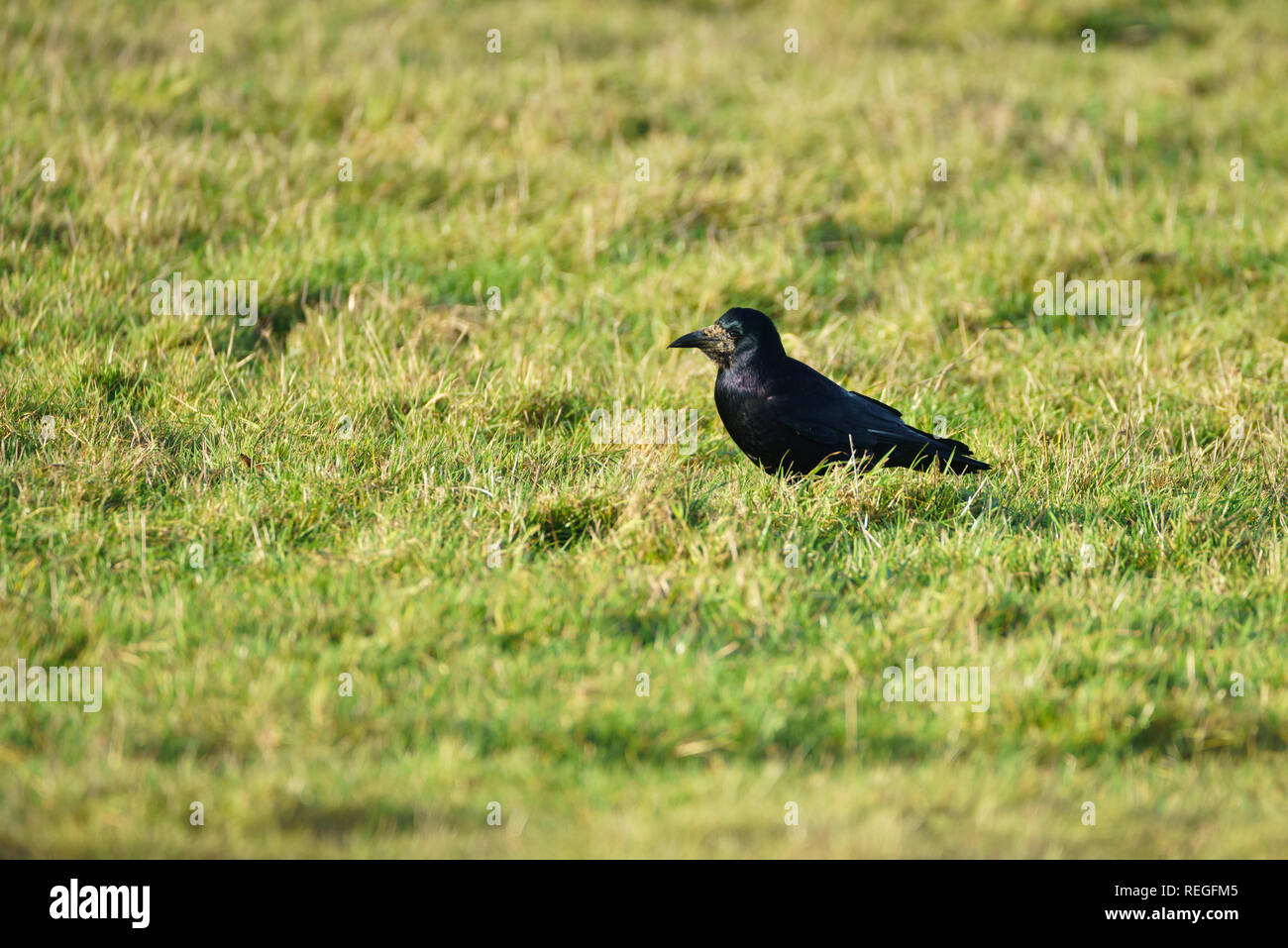 Single Saatkrähe (Corvus frugilegus) zu Fuß durch Gras auf der Suche nach Essen Stockfoto