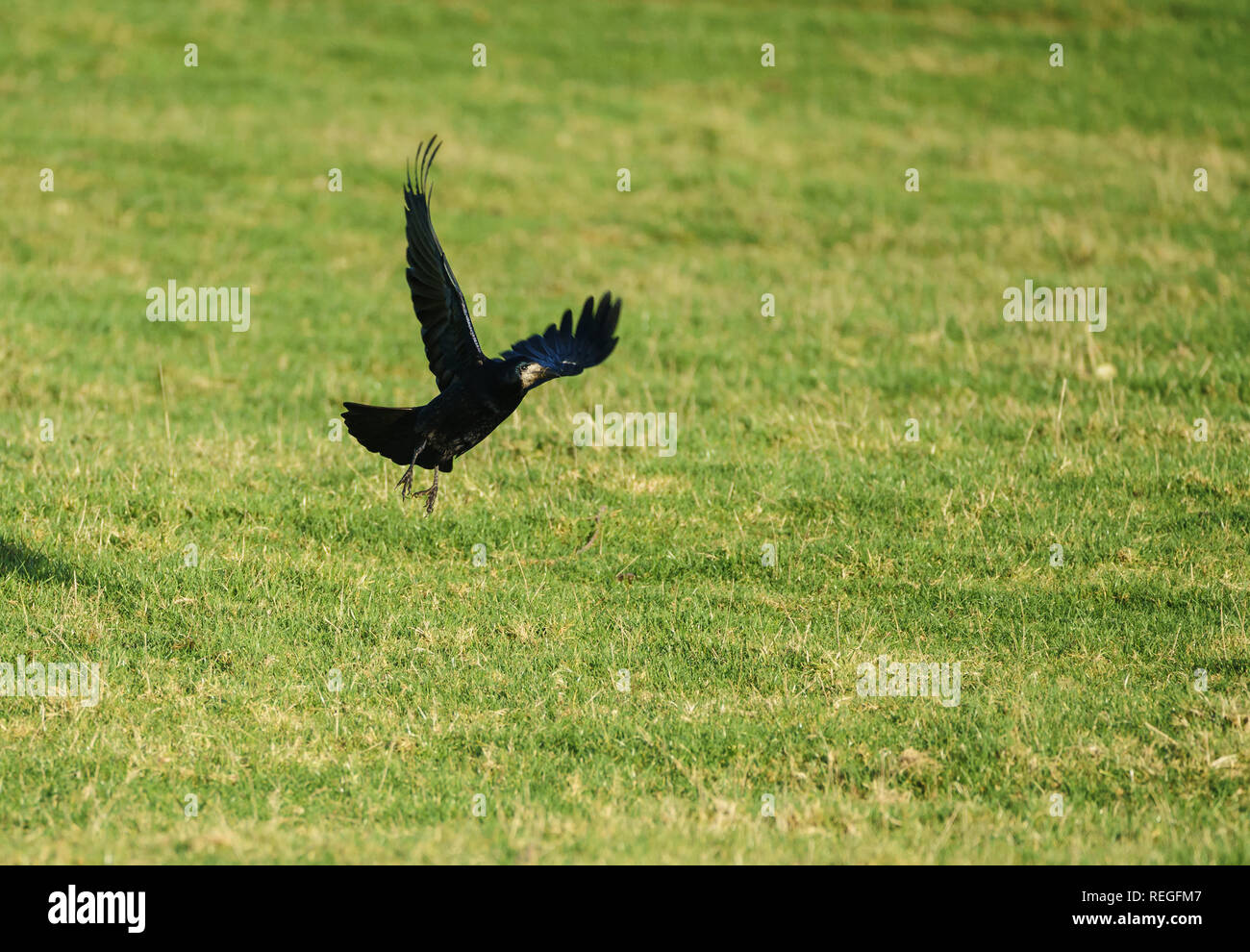Single Saatkrähe (Corvus frugilegus) weg von einer Wiese an einem sonnigen Wintertag Stockfoto