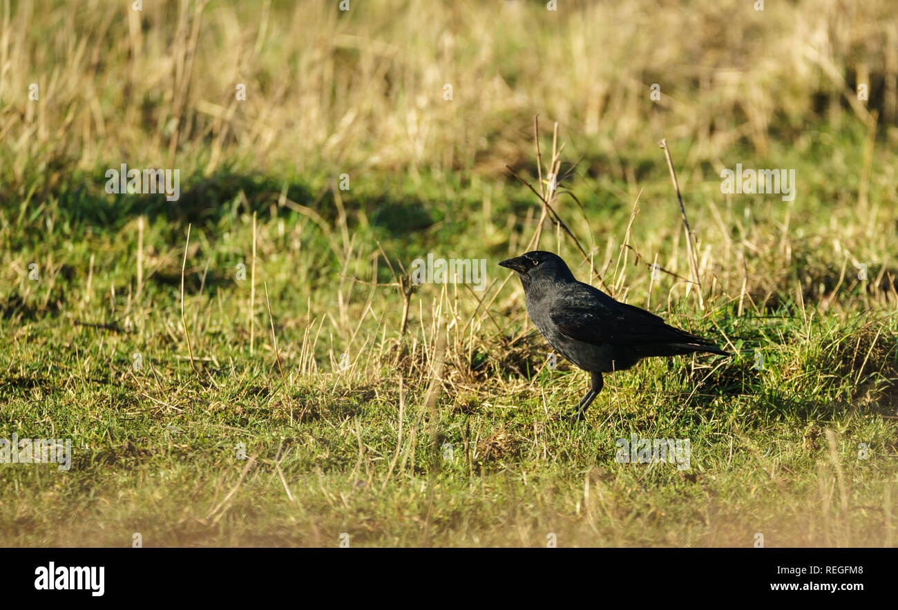 Single Dohle (Corvus monedula) im Profil stehen in einem Feld nach vorne starrte Stockfoto