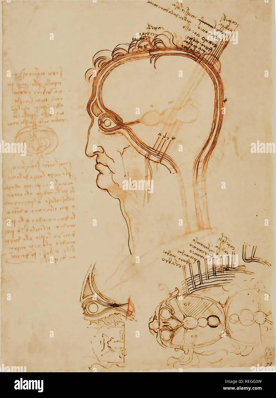 Eonardo da Vinci, sagittale und horizontale Abschnitte des menschlichen Kopfes mit Schichten der Kopf im Vergleich mit einer Zwiebel. K/P32 R (Ca. 1490). Auf dieser Seite Leonardo in eine sagittale und transversale Ebene die 'Zelle Doktrin' Konzept. Das Gehirn Hohlraum ist wie ein leerer Raum mit drei Ballons - Erweiterungen für das Auge von Dura verbunden dargestellt - wie Beläge Herstellen der Verbindung mit dem hinteren Teil des Auges. Mit der Zwiebel Analogie Leonardo Kommentare auf die Schichten der Kopfhaut, Auge und Gehirn. Das Auge ist im sagittalschnitt mit dem traditionellen Objektiv und der Sinus frontalis gezeigt Stockfoto