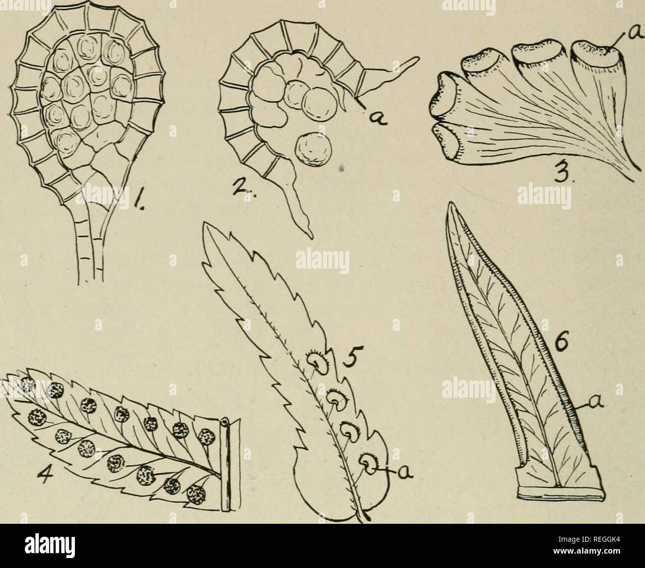 . Kommerzielle Pflanzenvermehrung ; eine Ausstellung der Kunst und der Wissenschaft der wachsenden Pflanzen als durch die Gärtnerei, Florist und Gärtner praktiziert. Pflanzenvermehrung. 122 kommerzielle Anlage Vermehrung. Abb. 84. Farne. 1, eine mikroskopische Ansicht einer spore Fall vor dem Platzen ist. 2, Der • Spore ist gereift und ist Streuung seine Sporen. 3, die spoie aiets von adiantum. Beachten Sie, dass die Spitzen der Außenohren zurück gefaltet sind, und es ist unter den Margen, die spore Fällen produziert werden. 4, die spore Fällen große Cluster Form in Polypodium. 5, dryopteris Die spore Fälle sind nierenförmig. 6, Jeder außenohren an Stockfoto