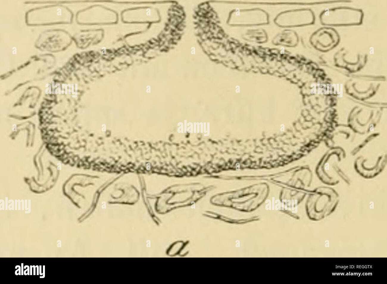 . Dr. L. Rabenhorst der Kryptogamen-Flora von Deutschland, Oesterreich und der Schweiz. Kryptogamen-- Deutschland; Kryptogamen - Österreich; Kryptogamen-- Schweiz. 170 sterben Gattung Phoma (von plios = Blase, Bläschen oder Beulchen) ist noch immer eine der umfangreichsten Pilzgattungen Fügungen, schon viele ihrer ehemaligen Glieder ausgeschieden und daraus neue Gattungen gebildet worden sind, so z . B. die Gattungen: Aposphaeria Berk. mit oberflächlichen Fruchtgehäusen und- D.. Bitte beachten Sie, dass diese Bilder sind von der gescannten Seite Bilder, die digital für die Lesbarkeit erhöht worden sein können extrahiert - Stockfoto