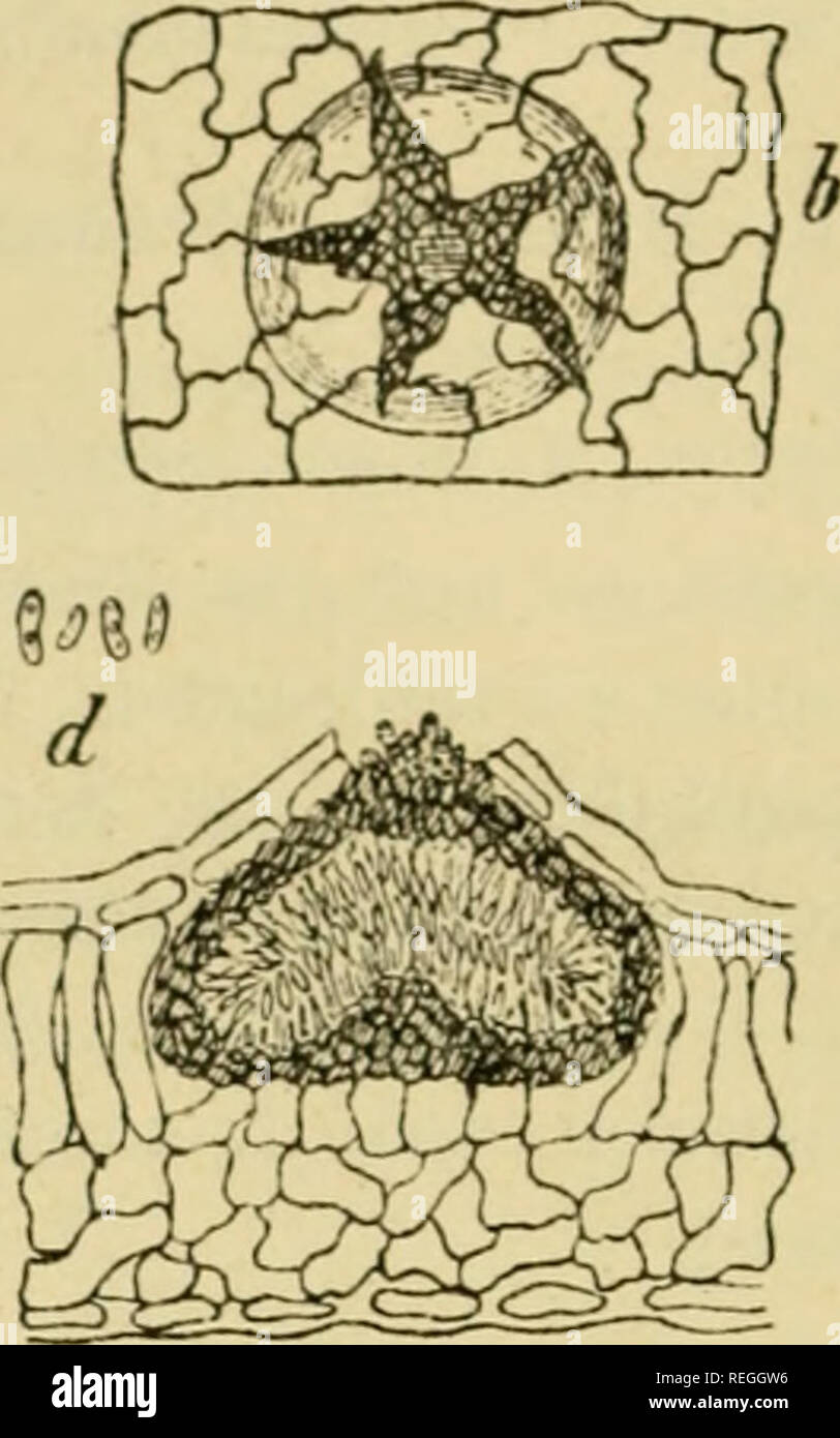 . Dr. L. Rabenhorst der Kryptogamen-Flora von Deutschland, Oesterreich und der Schweiz. Kryptogamen-- Deutschland; Kryptogamen - Österreich; Kryptogamen-- Schweiz. Phyllosticta Magnoliae Saccardo. a. Ein Theil des Blattes mit dem Pilze in natürlicher Grösse, b. Ein Frucht - 10412 von Ihr Browser kann leider keine eingebetteten Frames anzeigen gesehen, C. Querscluiitt des Frucht-gehänses. d. Sporen, {h, c n.d stark vergrössert. Alles / Briosi und Cavara.) In den Blättern von Magnolia grandiflora im botan. Garten: ai Padua. Var. Ph. Cookel Sacc, Syll. Iii.s. 25. Syn. Pli. Magiioliae Cooke, grev. Ix, s. 94. (13392 Sacc). Von der typischen Kunst durc Stockfoto